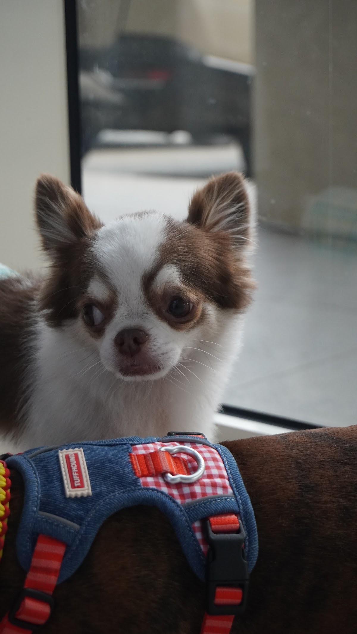 A Chihuahua at the community titer day