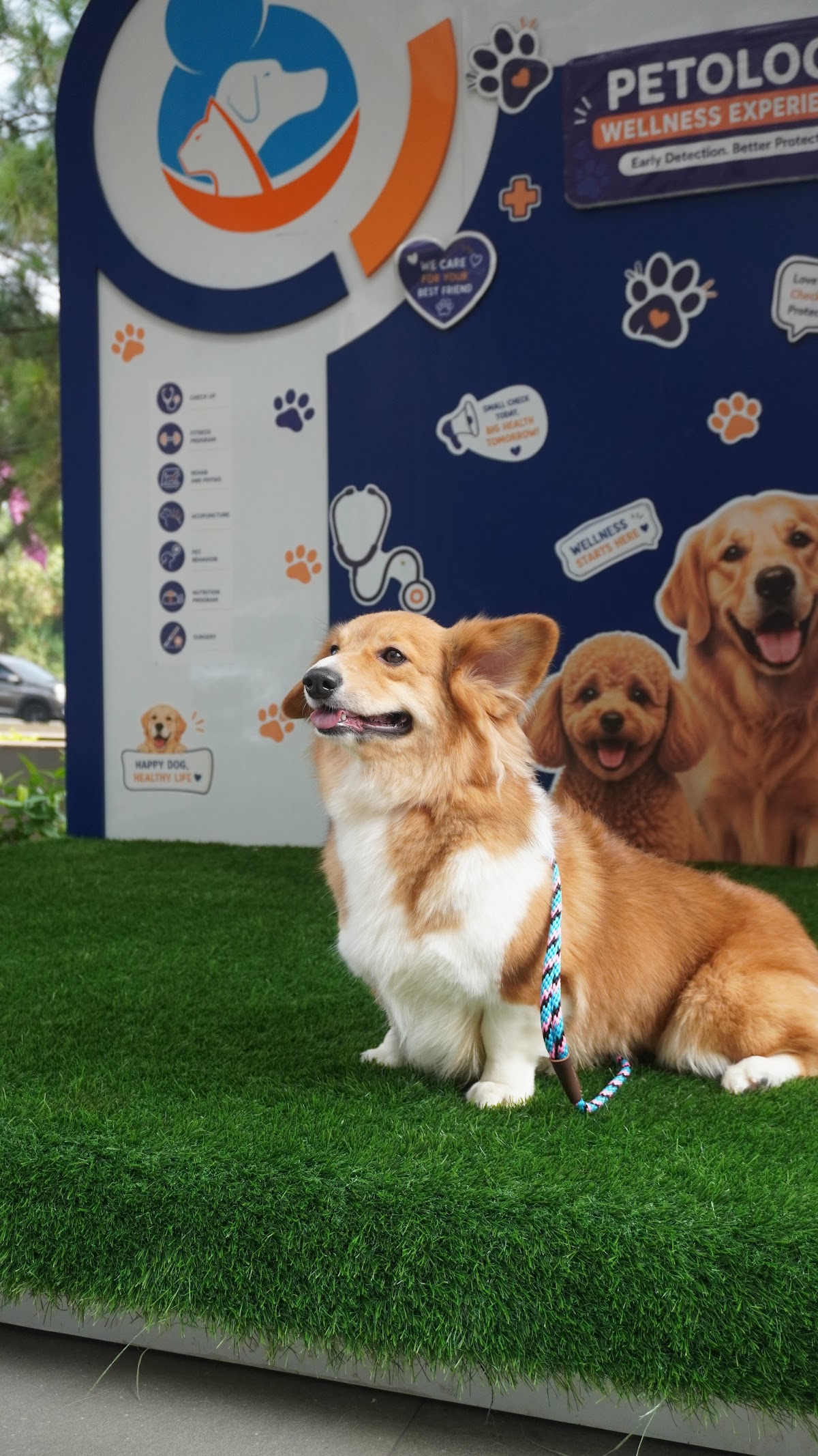 A corgi at the community titer day